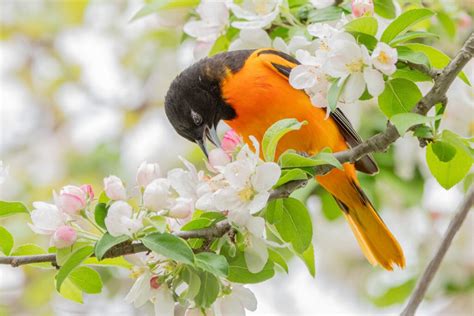 oriole meaning.